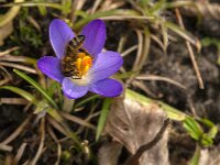 Apis mellifera 41, Honingbij, Saxifraga-Jan van der Straaten