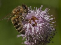 Apis mellifera 46, Honingbij, Saxifraga-Jan van der Straaten