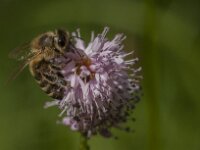 Apis mellifera 47, Honingbij, Saxifraga-Jan van der Straaten