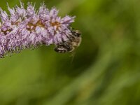 Apis mellifera 48, Honingbij, Saxifraga-Jan van der Straaten