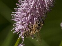 Apis mellifera 51, Honingbij, Saxifraga-Jan van der Straaten