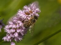 Apis mellifera 56, Honingbij, Saxifraga-Jan van der Straaten