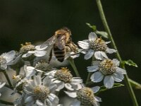 Apis mellifera 60, Honingbij, Saxifraga-Jan van der Straaten