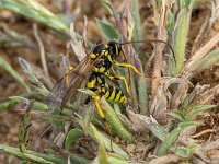 Banchus pictus 3, Saxifraga-Bart Heijne : 2024, Banchus pictus, Frankrijk, Gard, Goudargues, Hymenoptera, Ichneumonidae, camping Les Libellules, herfst, insect, september, sluipwesp, vakantie