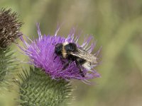 Bombus bohemicus 1, Tweekleurige koekoekshommel, Saxifraga-Willem van Kruijsbergen