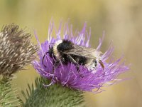 Bombus bohemicus 4, Tweekleurige koekoekshommel, Saxifraga-Willem van Kruijsbergen