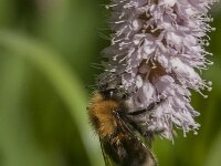 Bombus hypnorum 14, Boomhommel, Saxifraga-Jan van der Straaten