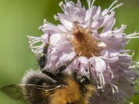 Bombus hypnorum 19, Boomhommel, Saxifraga-Jan van der Straaten