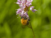 Bombus hypnorum 21, Boomhommel, Saxifraga-Jan van der Straaten
