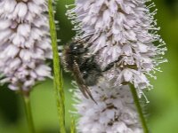 Bombus hypnorum 25, Boomhommel, Saxifraga-Jan van der Straaten