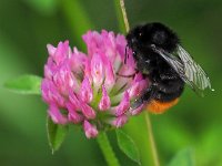 Bombus lapidarius 15, Steenhommel, Saxifraga-Hans Dekker