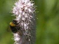 Bombus lapidarius 16, Steenhommel, Saxifraga-Jan van der Straaten