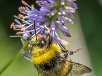 Bombus lucorum 7, Veldhommel, male, Saxifraga-Bart Heijne : 2025, Bombus lucorum, Ede, Hymenoptera, insect, juli, man, tuin, veldhommel, zomer