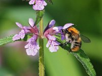 Bombus pascuorum 22, Akkerhommel, Saxifraga-Hans Dekker