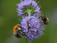 Bombus pascuorum 24, Akkerhommel, Saxifraga-Hans Dekker