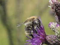 Bombus pascuorum 26, Akkerhommel, Saxifraga-Willem van Kruijsbergen