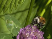 Bombus pascuorum 29, Akkerhommel, Saxifraga-Jan van der Straaten