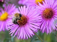 Bombus pascuorum 30, Akkerhommel, Saxifraga-Tom Heijnen