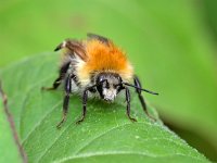 Bombus pascuorum 33, Akkerhommel, Saxifraga-Tom Heijnen