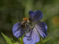 Bombus pascuorum 67, Akkerhommel, Saxifraga-Jan van der Straaten