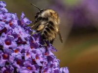 Bombus pascuorum 70, Akkerhommel, Saxifraga-Jan van der Straaten