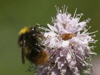 Bombus pratorum 26, Weidehommel, Saxifraga-Jan van der Straaten