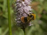Bombus pratorum 27, Weidehommel, Saxifraga-Jan van der Straaten