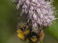 Bombus pratorum 31, Weidehommel, Saxifraga-Jan van der Straaten