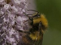Bombus pratorum 32, Weidehommel, Saxifraga-Jan van der Straaten