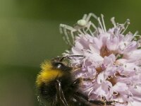 Bombus pratorum 33, Weidehommel, Saxifraga-Jan van der Straaten