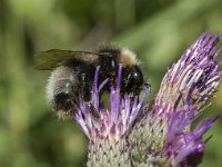 Bombus sylvestris 5, Vierkleurige koekoekshommel, Saxifraga-Willem van Kruijsbergen