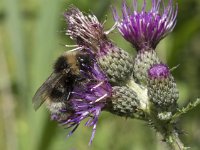 Bombus sylvestris 6, Vierkleurige koekoekshommel, Saxifraga-Willem van Kruijsbergen