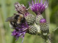 Bombus sylvestris 7, Vierkleurige koekoekshommel, Saxifraga-Willem van Kruijsbergen