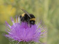 Bombus terrestris 20, Aardhommel, Saxifraga-Willem van Kruijsbergen