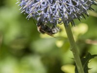 Bombus vestalis 10, Grote koekoekshommel, Saxifraga-Jan van der Straaten