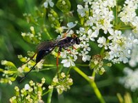 Buathra laborator 2, Saxifraga-Ben Delbaere