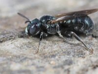 Ceratina cyanea