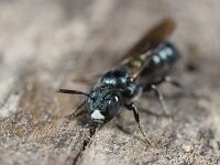 Ceratina cyanea 2, Blauwe ertsbij, Saxifraga-Lieven Decrick