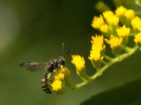 Cerceris arenaria 2, Grote snuittordoder, Saxifraga-Jan van der Straaten