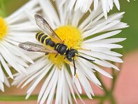 Cerceris arenaria 3, Grote snuittordoder, Saxifraga-Tom Heijnen