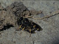 Cerceris rybyensis 11, Groefbijendoder, Saxifraga-Frits Bink