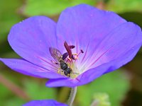 Cerceris rybyensis 16, Groefbijendoder, Saxifraga-Tom Heijnen