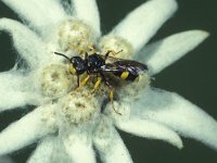 Cerceris rybyensis 2, Groefbijendoder, Saxifraga-Frits Bink