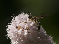 Cerceris rybyensis 23, Groefbijendoder, Saxifraga-Jan van der Straaten