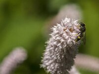 Cerceris rybyensis 29, Groefbijendoder, Saxifraga-Jan van der Straaten