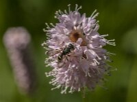 Cerceris rybyensis 31, Groefbijendoder, Saxifraga-Jan van der Straaten