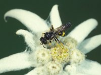 Cerceris rybyensis 4, Groefbijendoder, Saxifraga-Frits Bink