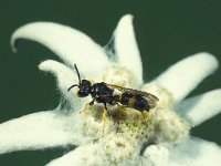 Cerceris rybyensis 9, Groefbijendoder, Saxifraga-Frits Bink