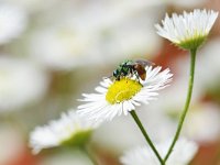 Chrysis ignita 11, Gewone goudwesp, Saxifraga-Tom Heijnen