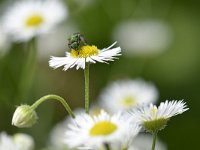 Chrysis ignita 9, Gewone goudwesp, Saxifraga-Tom Heijnen